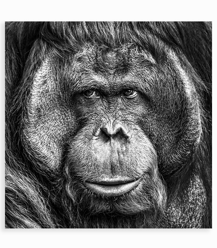 Tableau en verre ORANG OUTAN Tableau en verre ORANG OUTAN