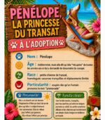 Pénélope chien balnéaire